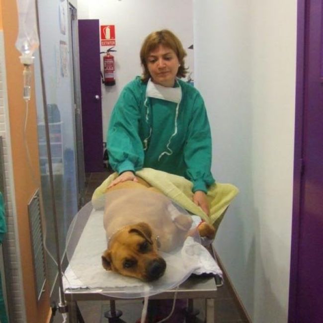 Oncología veterinaria en Sabadell