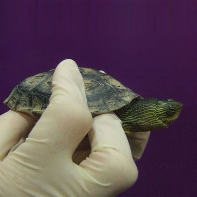 Veterinario de reptiles en Sabadell