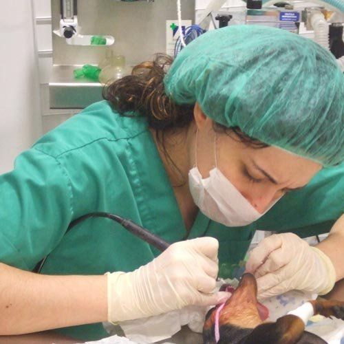 Odontología veterinaria en Sabadell