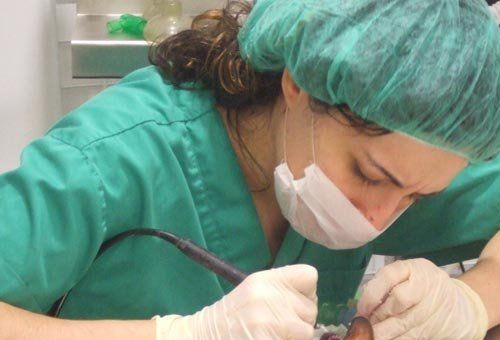 Odontologia veterinària a Sabadell