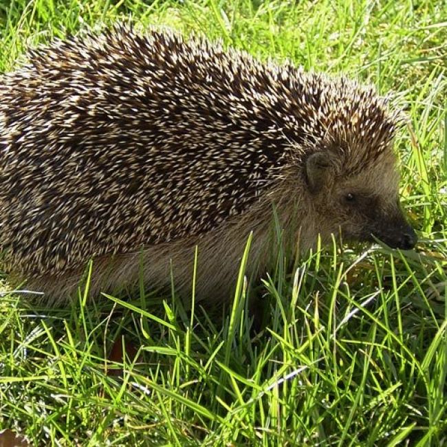 Veterinari d’exòtics a Sabadell