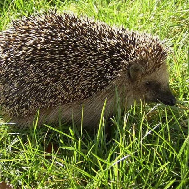 Veterinari per eriçons a Sabadell