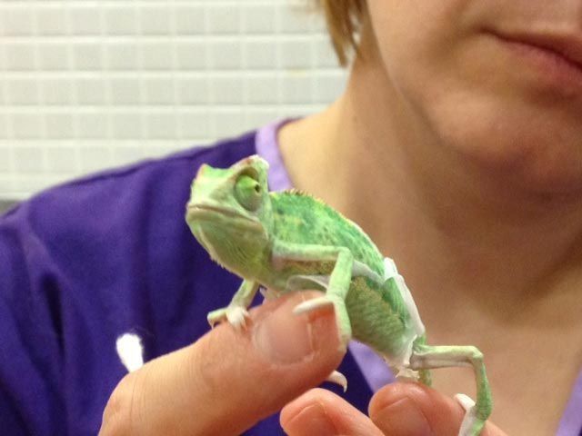 Centro veterinario en Sabadell de EXIVET en SABADELL