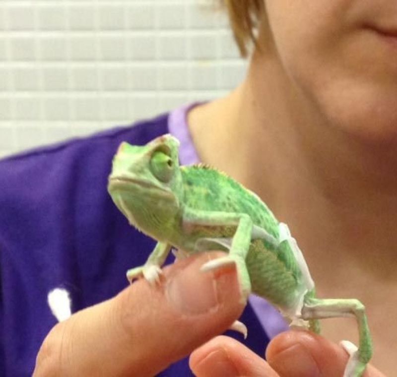 Centro veterinario en Sabadell de EXIVET en SABADELL