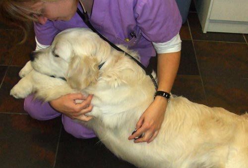 Cardiologia veterinària a Sabadell