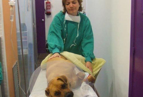 Oncología veterinaria en Sabadell